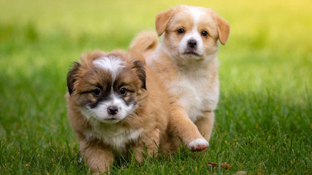 Second Medical Opinion for Pets