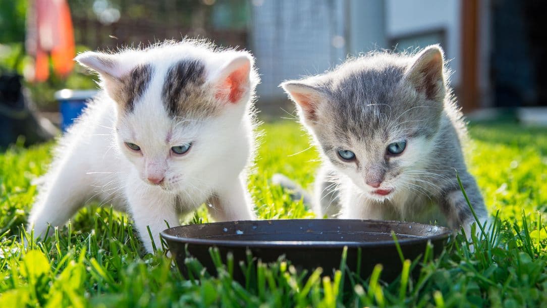 Second Medical Opinion for Pets