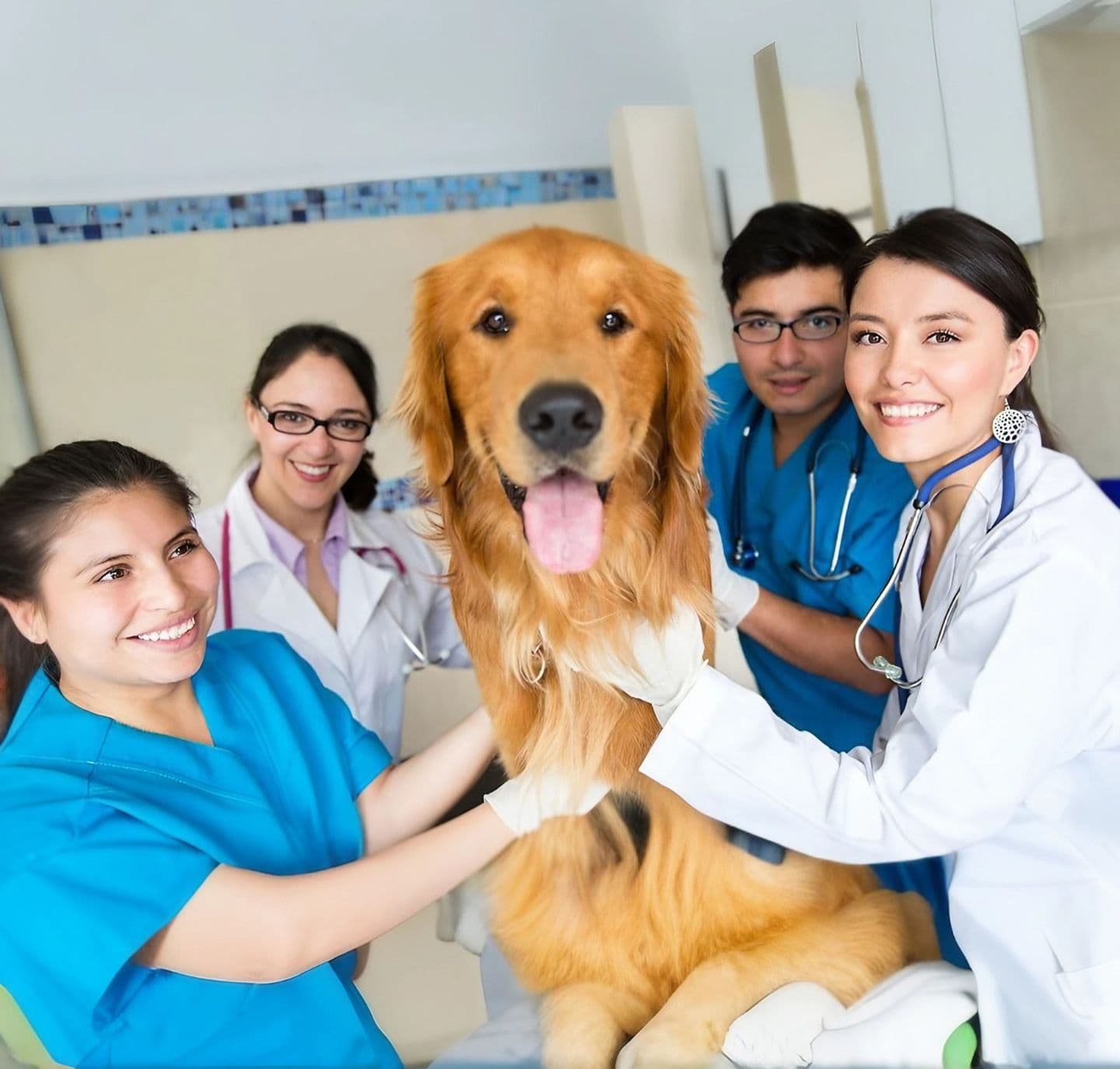 Become Relief Veterinarian