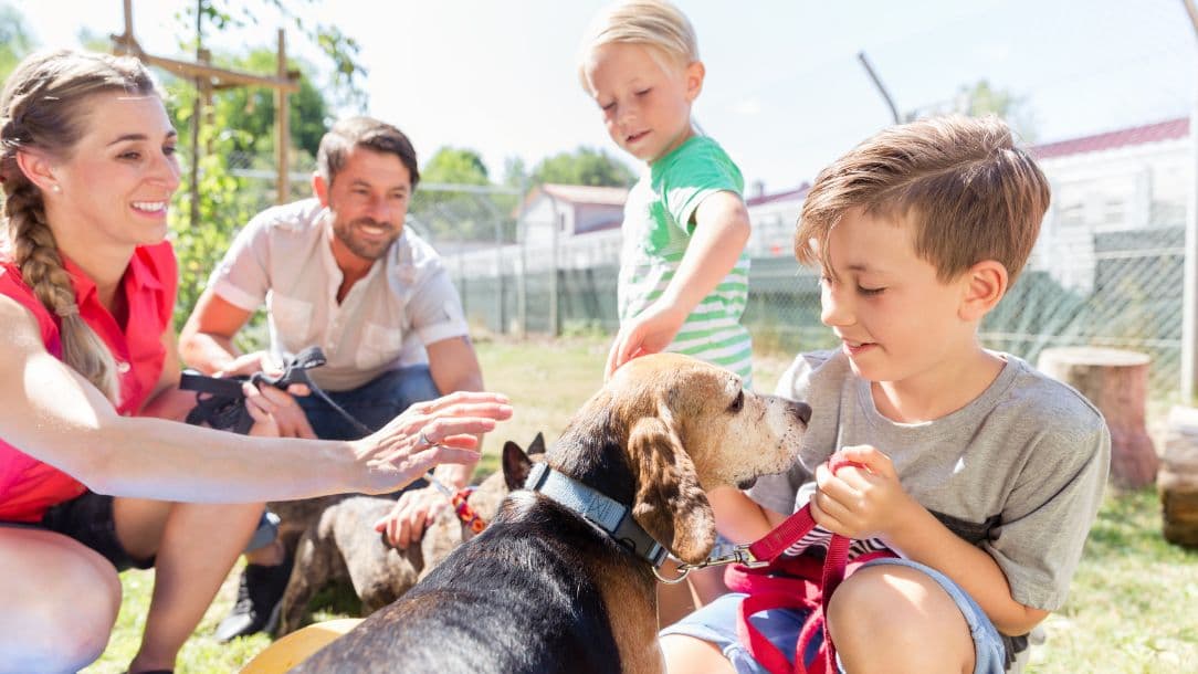 Activ4Pets Shelter Program